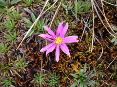Werneria rosea