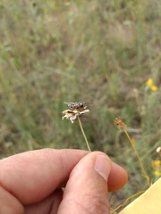 Coelioxys menthae