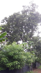 Dalbergia latifolia