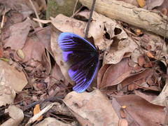 Pompelon marginata