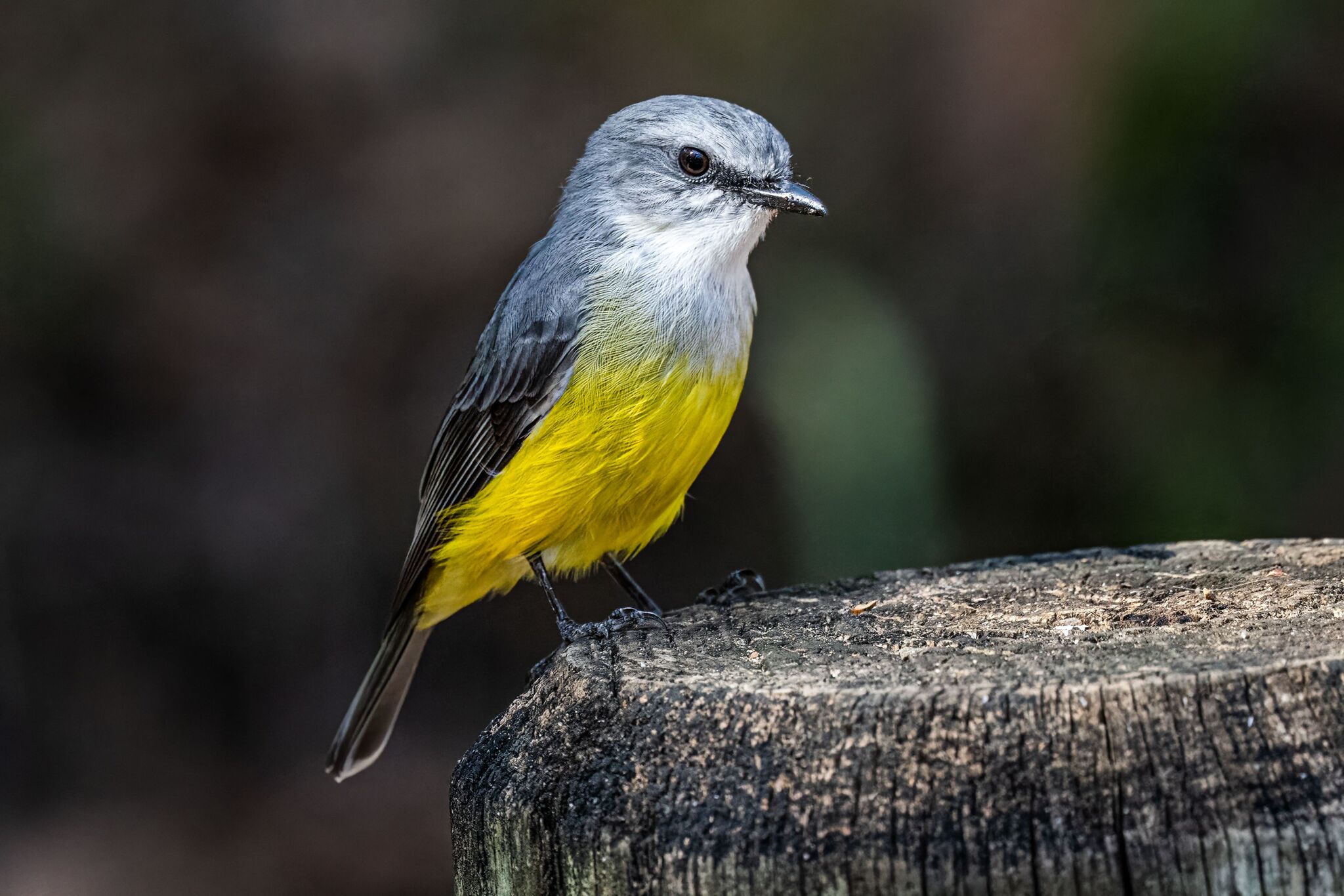 Western Yellow Robin (Eopsaltria griseogularis), photo 4