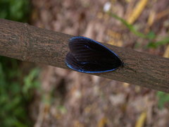 Pompelon marginata