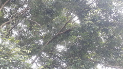 Dalbergia latifolia