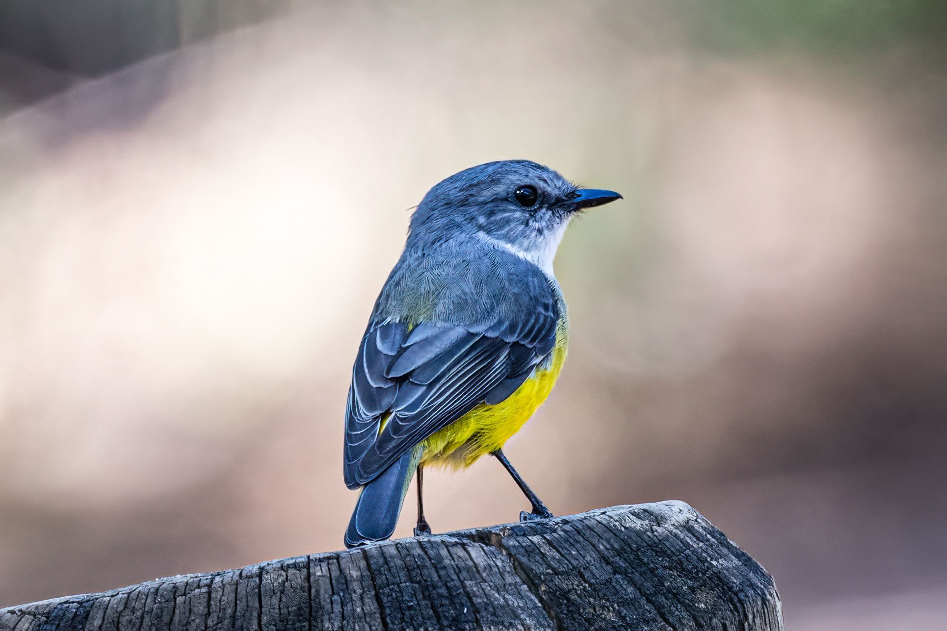 Western Yellow Robin (Eopsaltria griseogularis), photo 5
