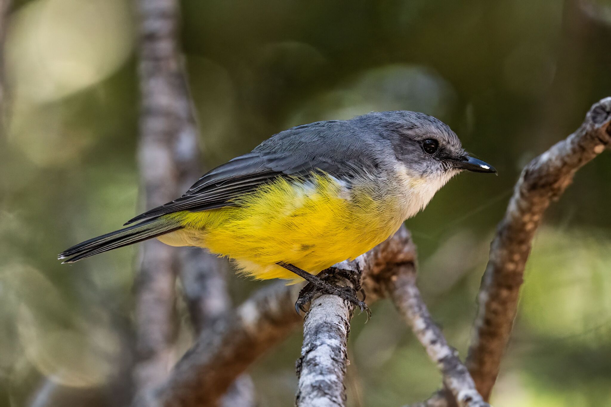 Western Yellow Robin (Eopsaltria griseogularis), photo 6