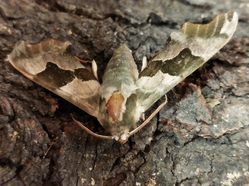 Lime hawk-moth