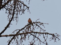 Fringilla coelebs