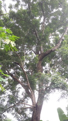 Dalbergia latifolia