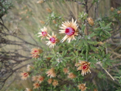 Diplostephium oblanceolatum