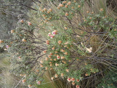 Diplostephium oblanceolatum