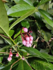 Surya, CC0, iNaturalist via GBIF Ardisia humilis, photograph Surya, CC0, iNaturalist via GBIF