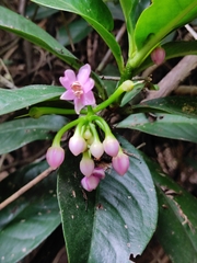 Surya, CC0, iNaturalist via GBIF Ardisia humilis, photograph Surya, CC0, iNaturalist via GBIF