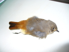 Phoenicurus ochruros