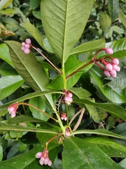 Ardisia humilis, photograph Surya, CC0, iNaturalist via GBIF