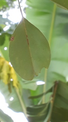 Dalbergia latifolia