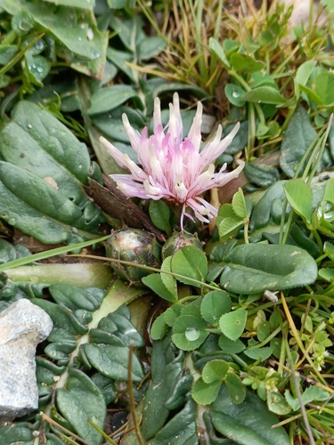 Image of Centaurea raphanina by no rights reserved