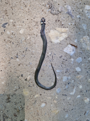 grass snake