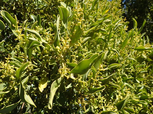 Image of Notothixos cornifolius by (c) Ruth Palsson, some rights reserved (CC BY-SA)