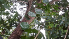 Dalbergia latifolia