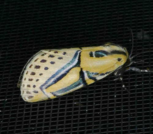 Hieroglyphic Moth
