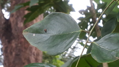 Dalbergia latifolia
