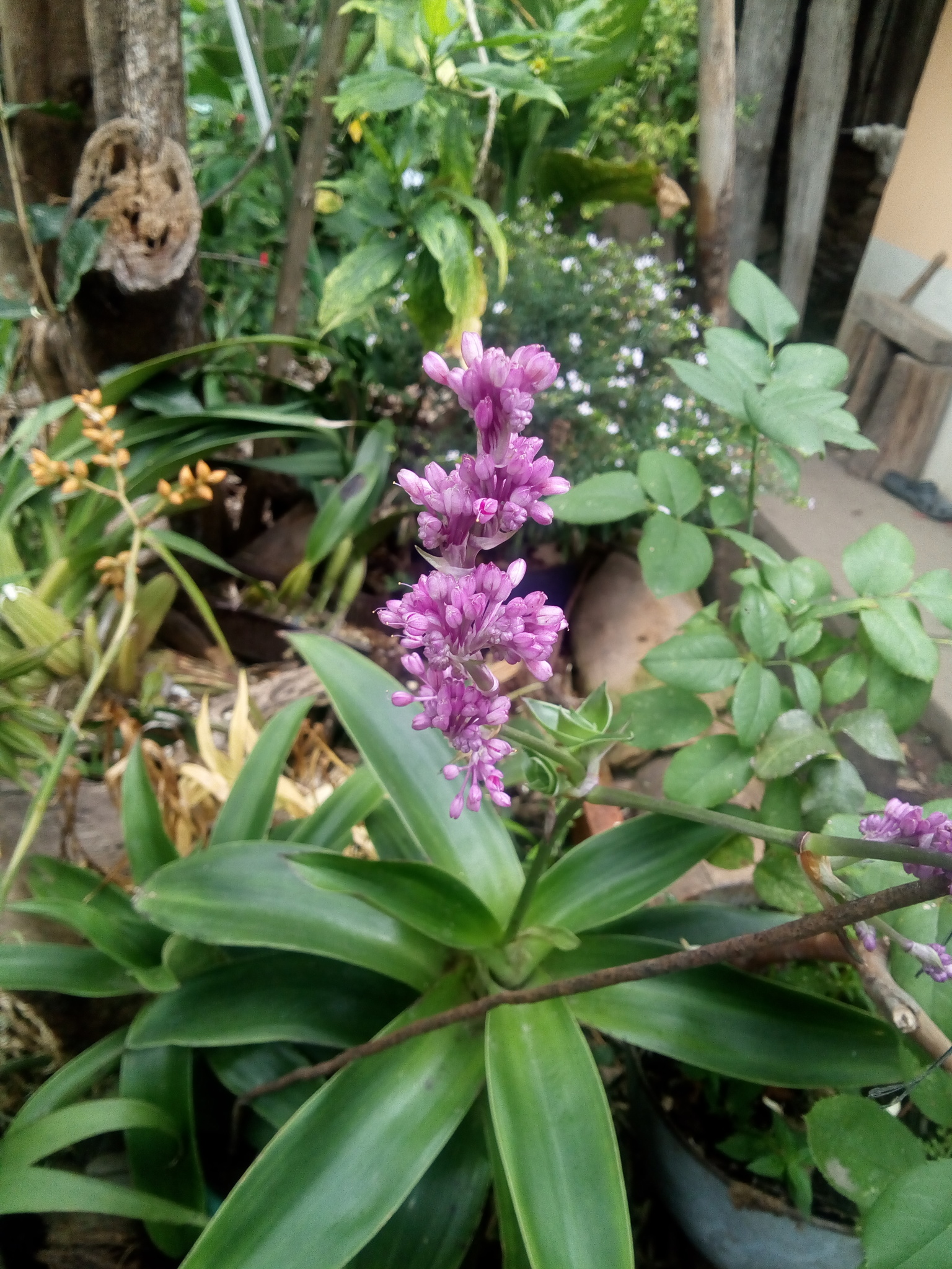 Imagem de Tradescantia-nanica