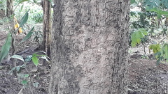 Dalbergia latifolia