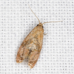 Cochylis