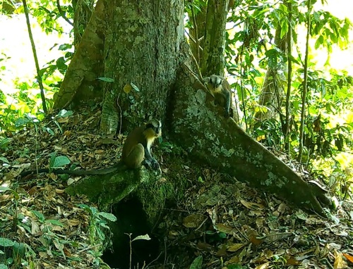 Crowned Monkey