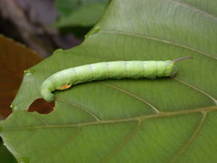 Enpinanga borneensis