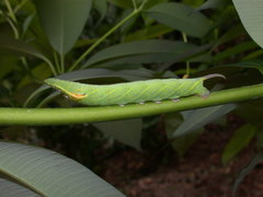 Enpinanga borneensis