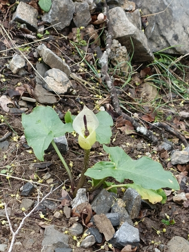 Banana peel arum (Arum idaeum)