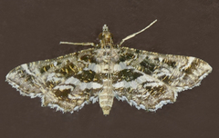 Diasemiopsis leodocusalis