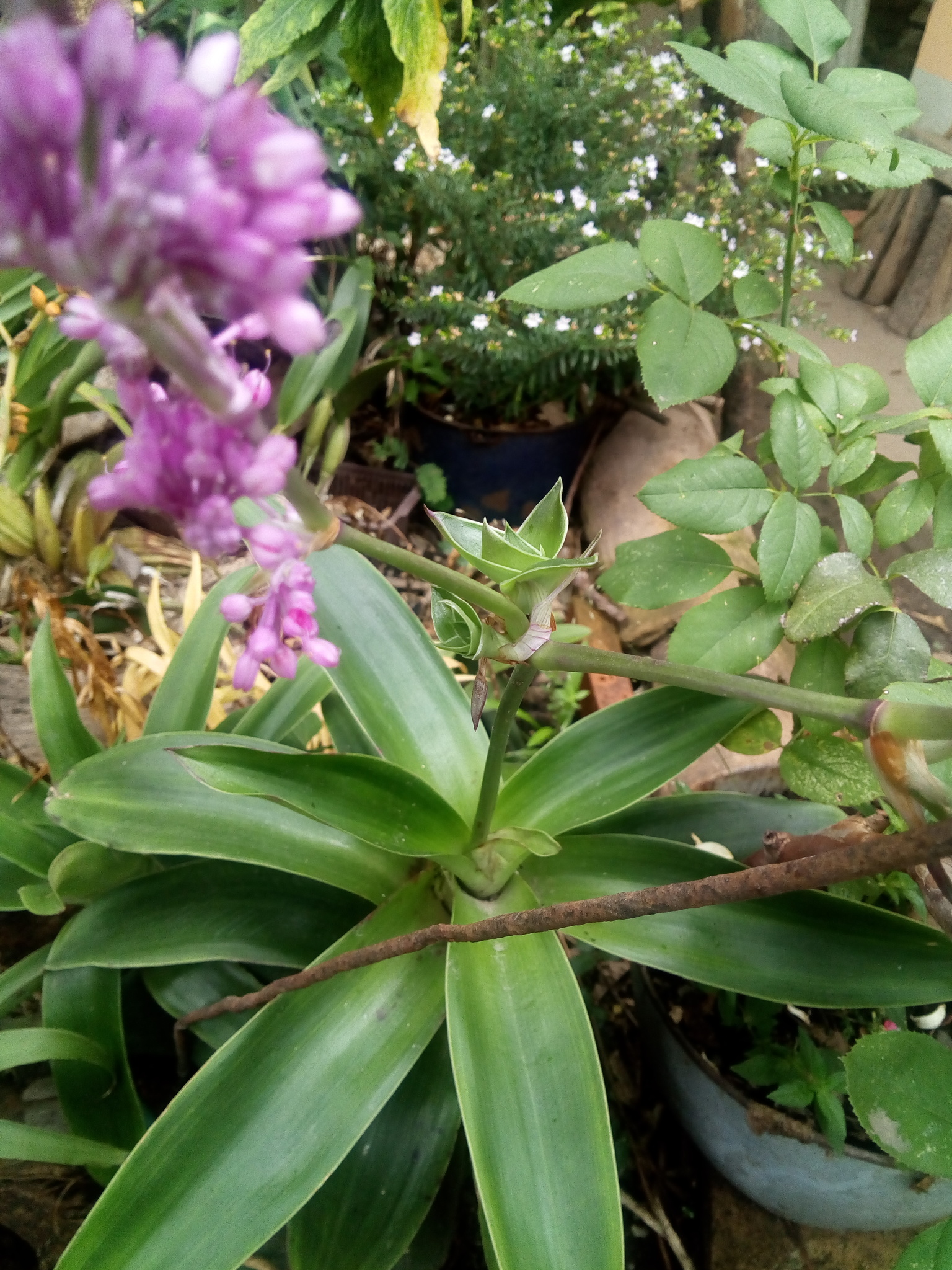 Imagem de Tradescantia-nanica