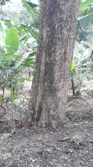 Dalbergia latifolia