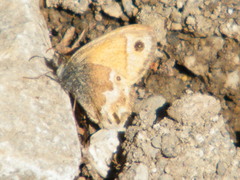 Coenonympha thyrsis