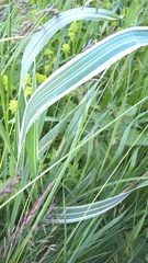 Phalaris arundinacea picta
