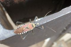 Rhynocoris erythrocnemis