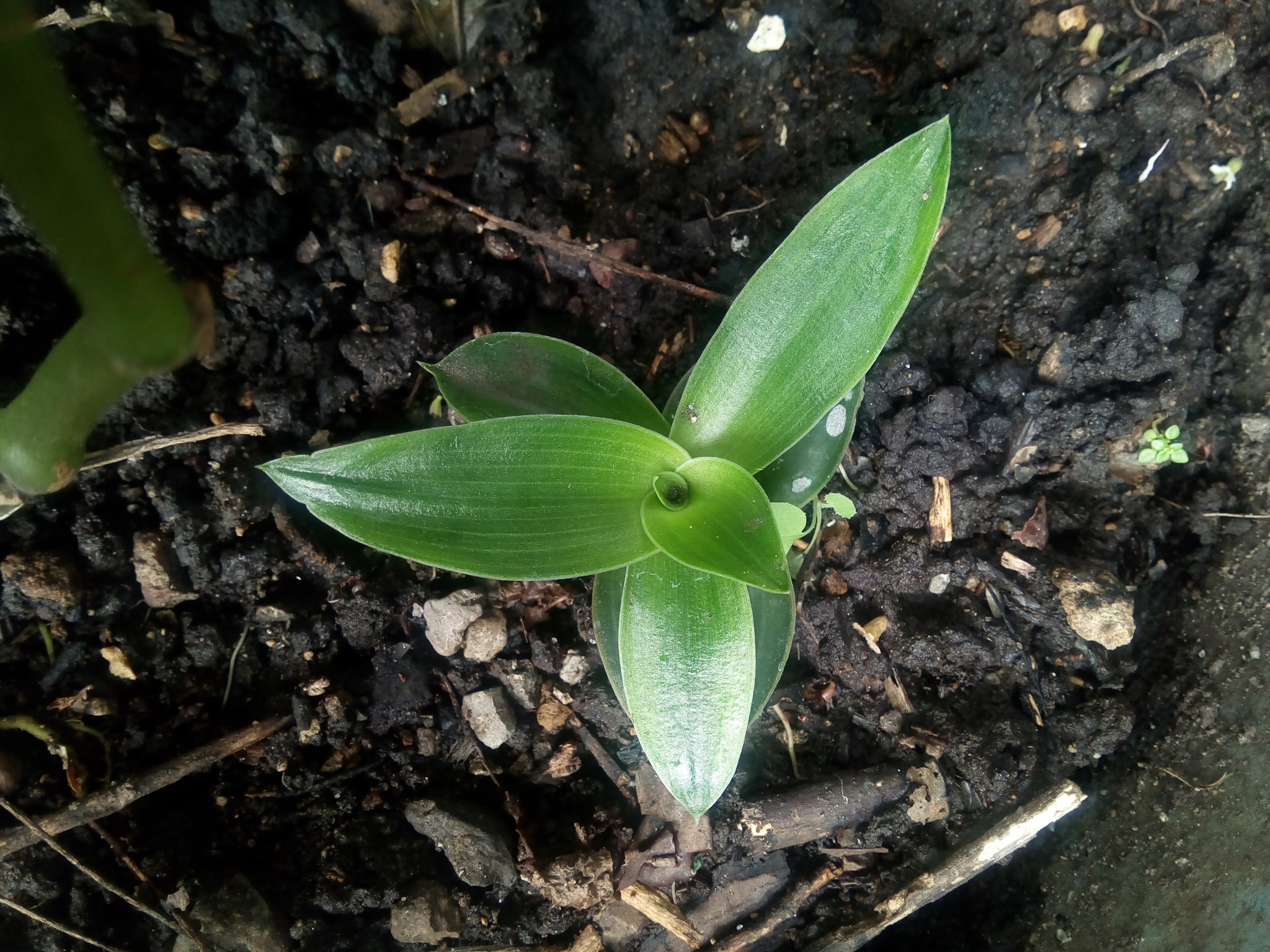 Imagem de Tradescantia-nanica