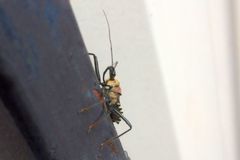 Rhynocoris erythrocnemis