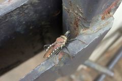 Rhynocoris erythrocnemis