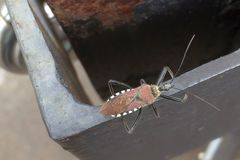 Rhynocoris erythrocnemis