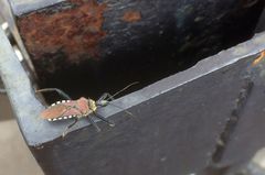 Rhynocoris erythrocnemis