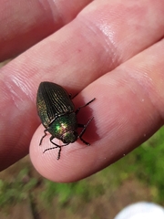 Buprestis adjecta