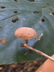 Agaricales