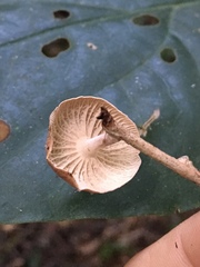 Agaricales