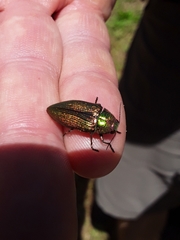 Buprestis adjecta