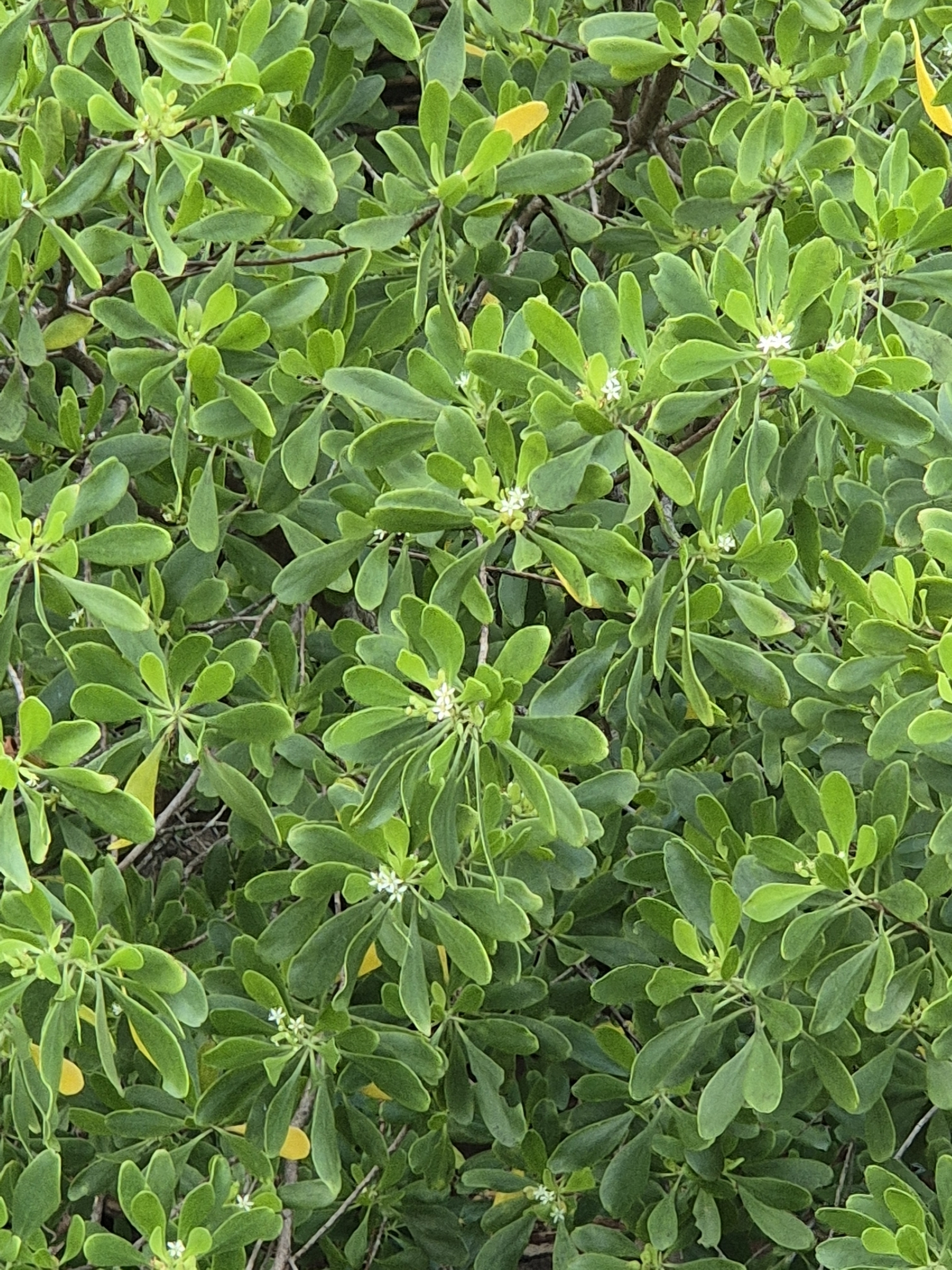 cọc vàng (Lumnitzera racemosa)