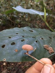 Agaricales