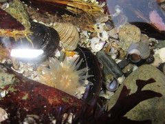 Aulactinia